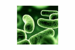 Legionella