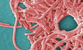 Legionella bacteria