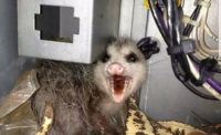 Summer Safety Opossum