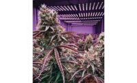 Cannabis-Facility-HVAC-Projects-01.jpg