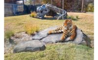 Malayan tiger exhibits with in-slab radiant heating.