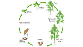 Life Cycle Chart