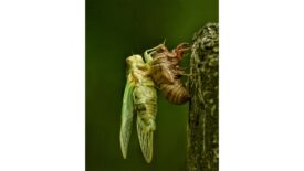 Cicada