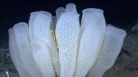 Glass Sponge