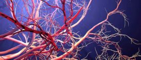 Blood Vessels